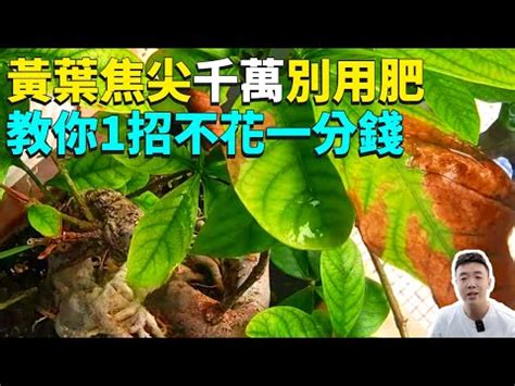 尖葉植物風水|尖葉植物風水的風水作用和禁忌有哪些？